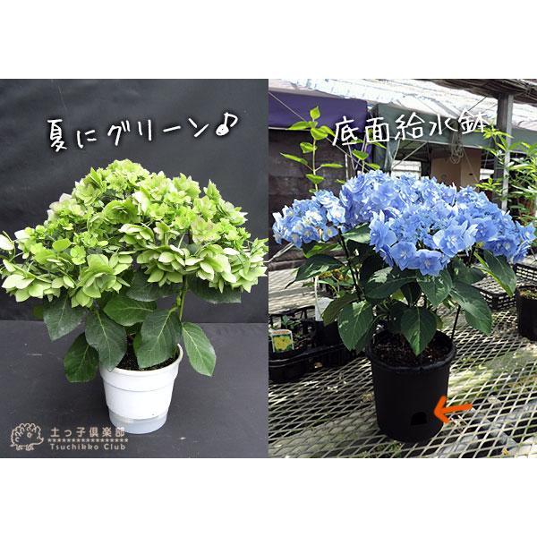 母の日 アジサイ『 筑紫の風 』5号鉢 カゴ入り 母の日ギフト あじさい