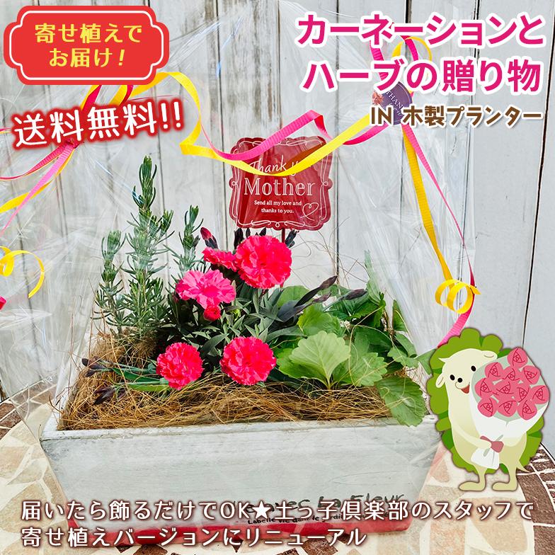 母の日 プレゼント カーネーション と ハーブ のおくりもの IN 木製