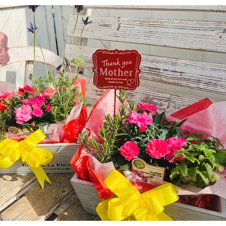 母の日 プレゼント カーネーション と ハーブ のおくりもの IN 木製