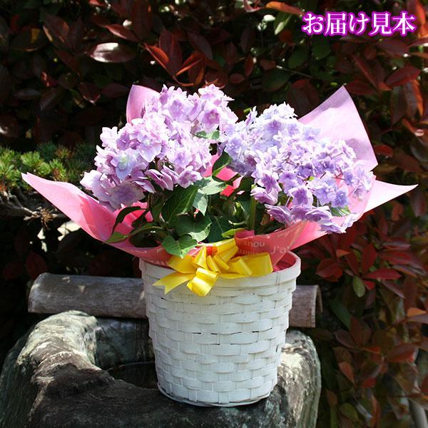 母の日 福岡の アジサイ『 筑紫の恋風 』母の日ギフト あじさい 紫陽花