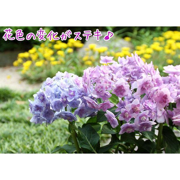 母の日 福岡の アジサイ『 筑紫の恋風 』母の日ギフト あじさい 紫陽花