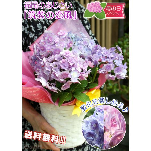母の日 福岡の アジサイ『 筑紫の恋風 』母の日ギフト あじさい 紫陽花