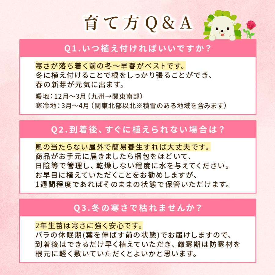 Happy バラ の 福箱 セット【選べる3タイプ】〜ローズガーデンスタート