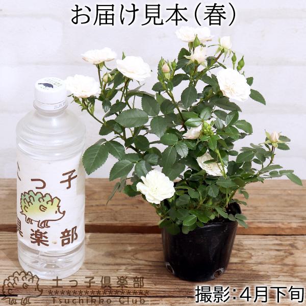 人気の贈り物が大集合 グリーンアイス ミニバラ 挿し木苗 ２本 植物