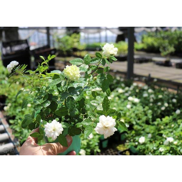 ミニバラ 『 グリーンアイス 』 2個セット 9cmポット苗 （四季咲き） |  | 11