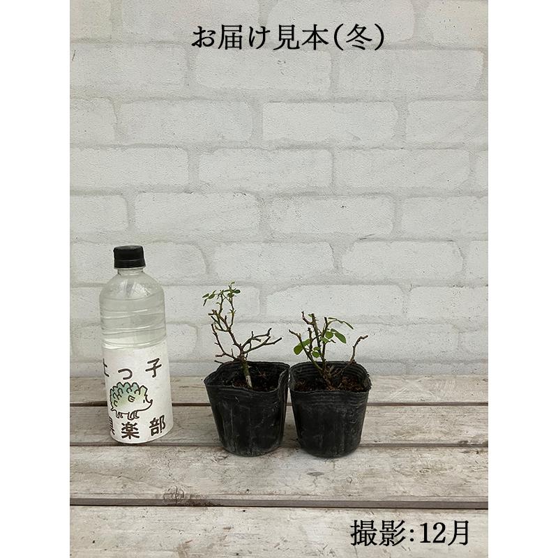 ミニバラ 『 グリーンアイス 』 2個セット 9cmポット苗 （四季咲き） |  | 03