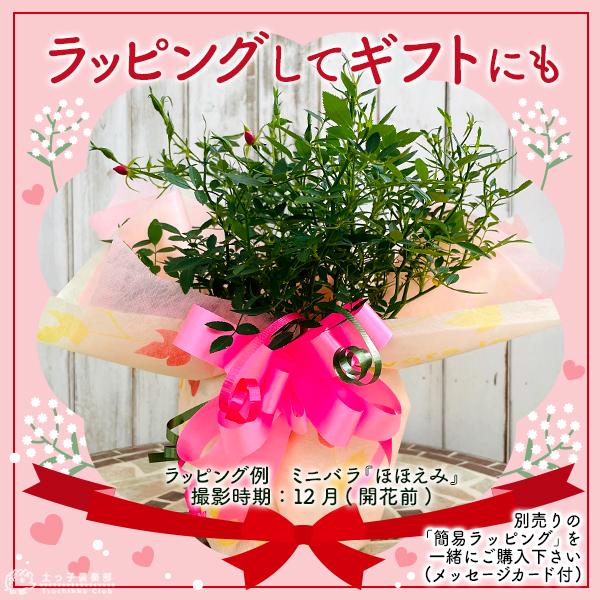 四季咲きミニバラ 『 ほほえみ 』 12cmポット苗 ギフト 贈答