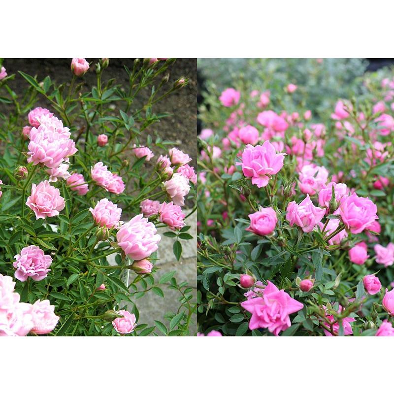 四季咲きミニバラ ほほえみ 12cmポット苗 R 066 花と緑の専門店 土っ子倶楽部 通販 Yahoo ショッピング