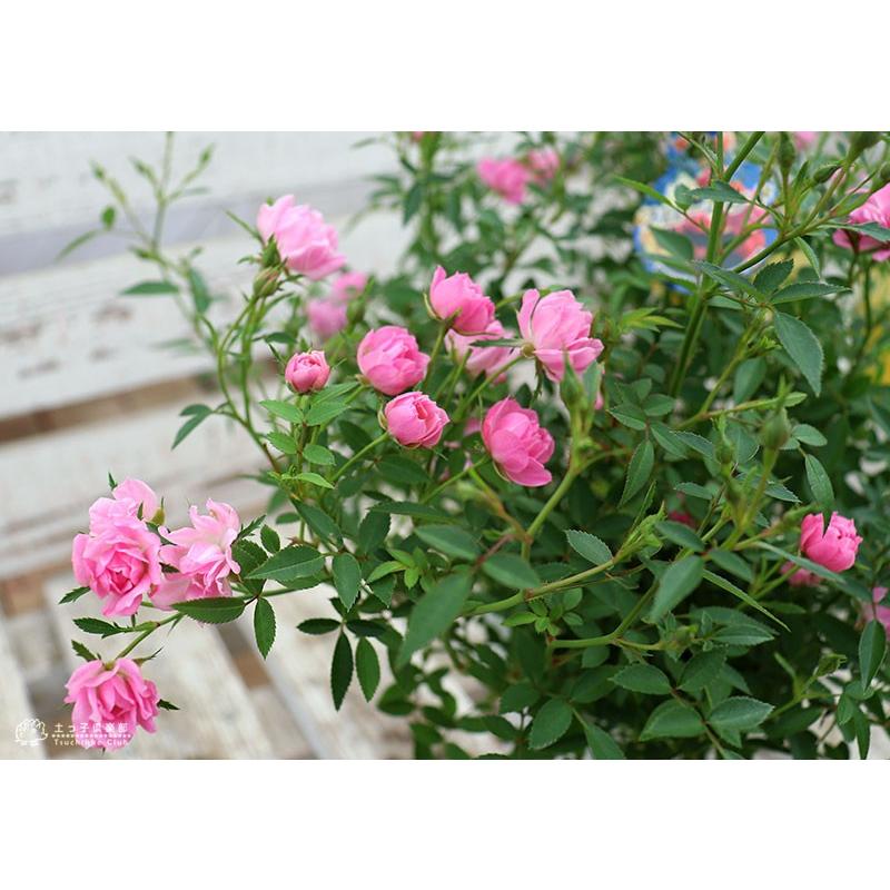 四季咲きミニバラ ほほえみ 12cmポット苗 R 066 花と緑の専門店 土っ子倶楽部 通販 Yahoo ショッピング