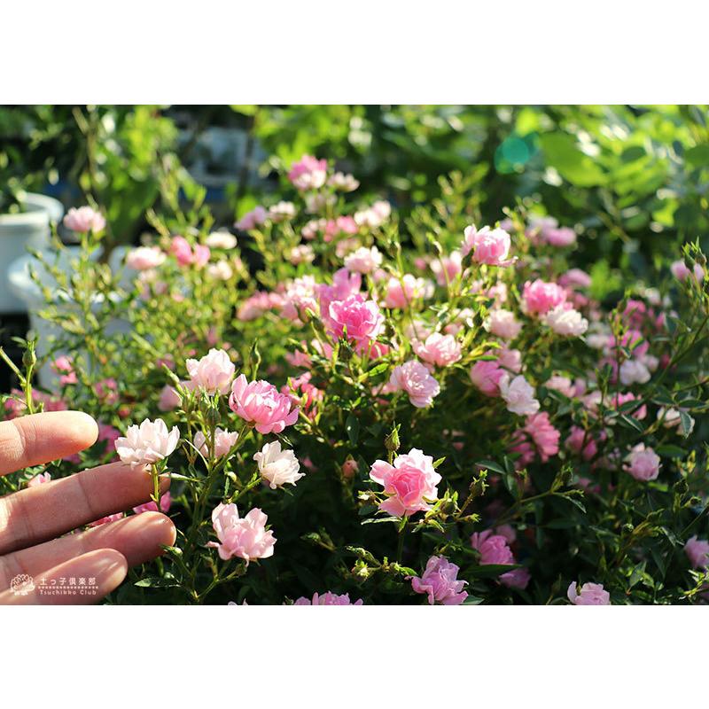 四季咲きミニバラ ほほえみ 12cmポット苗 R 066 花と緑の専門店 土っ子倶楽部 通販 Yahoo ショッピング