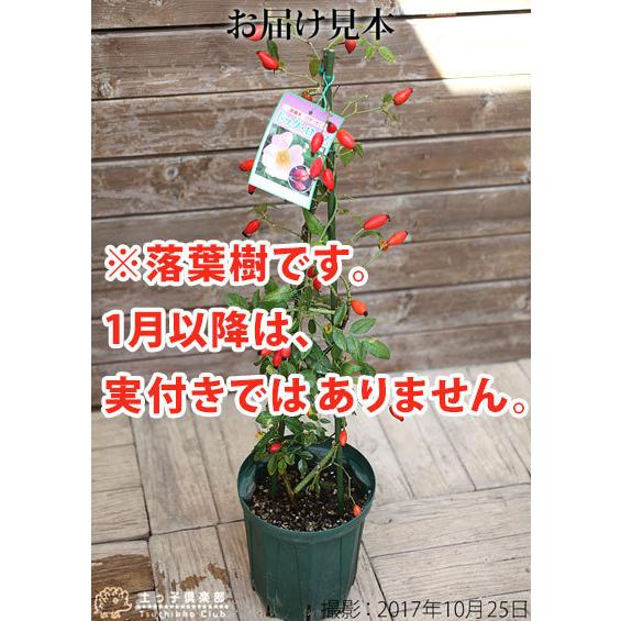 ロサ・カニナ 『 ドッグローズ 』 （ ローズヒップ ） 6号鉢植え 原種