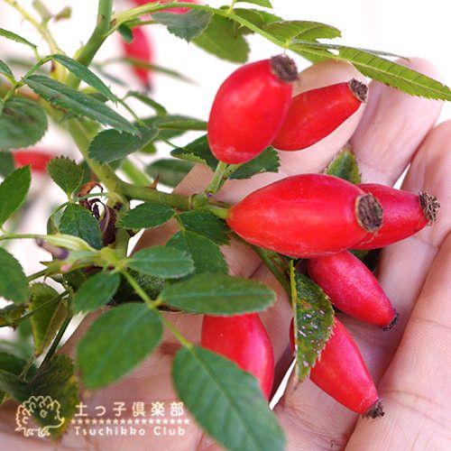 ロサ・カニナ 『 ドッグローズ 』 （ ローズヒップ ） 6号鉢植え 原種