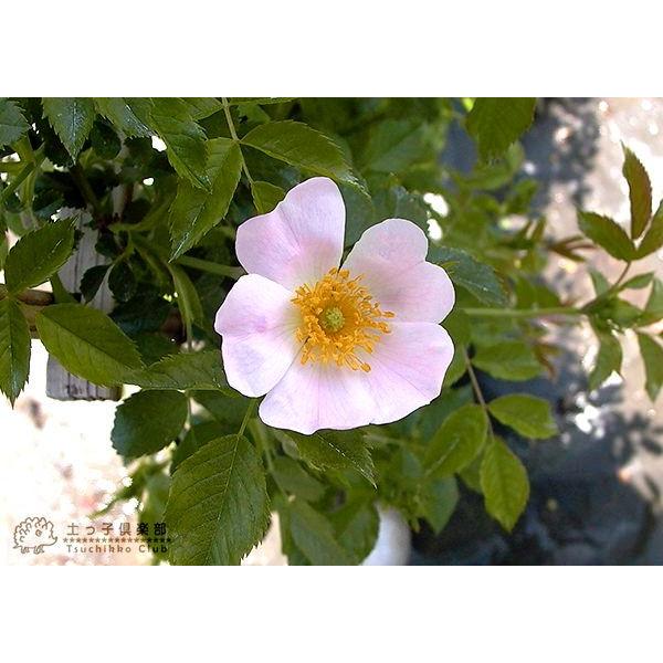 ロサ カニナ ドッグローズ ローズヒップ 6号鉢植え 原種系 R 068 花と緑の専門店 土っ子倶楽部 通販 Yahoo ショッピング