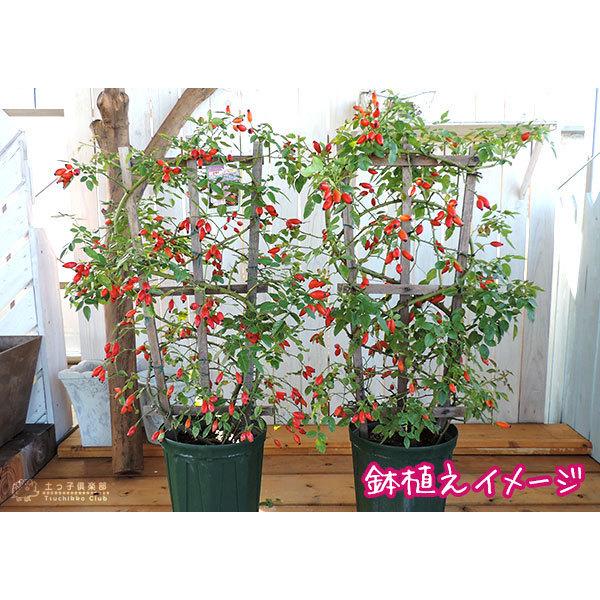 ロサ カニナ ドッグローズ ローズヒップ 6号鉢植え 原種系 R 068 花と緑の専門店 土っ子倶楽部 通販 Yahoo ショッピング