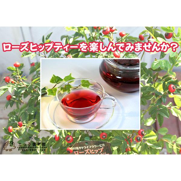 ローズヒップ 『 センセーショナルファンタジー 』 5号鉢植え : 花と緑