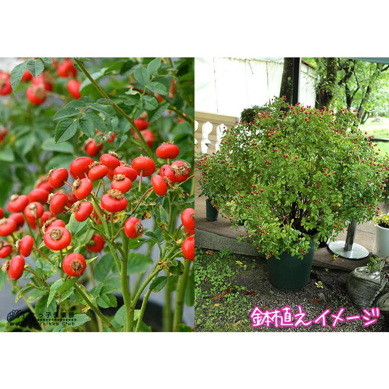 ローズヒップ 『 センセーショナルファンタジー 』 5号鉢植え : 花と緑
