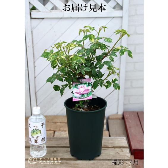 バラ 斑入り葉 『 ヘルシューレン 』 6号鉢植え 大株 接ぎ木苗 バラ 斑入り葉 『 ヘルシューレン 』 6号鉢植え 大株 接ぎ木苗