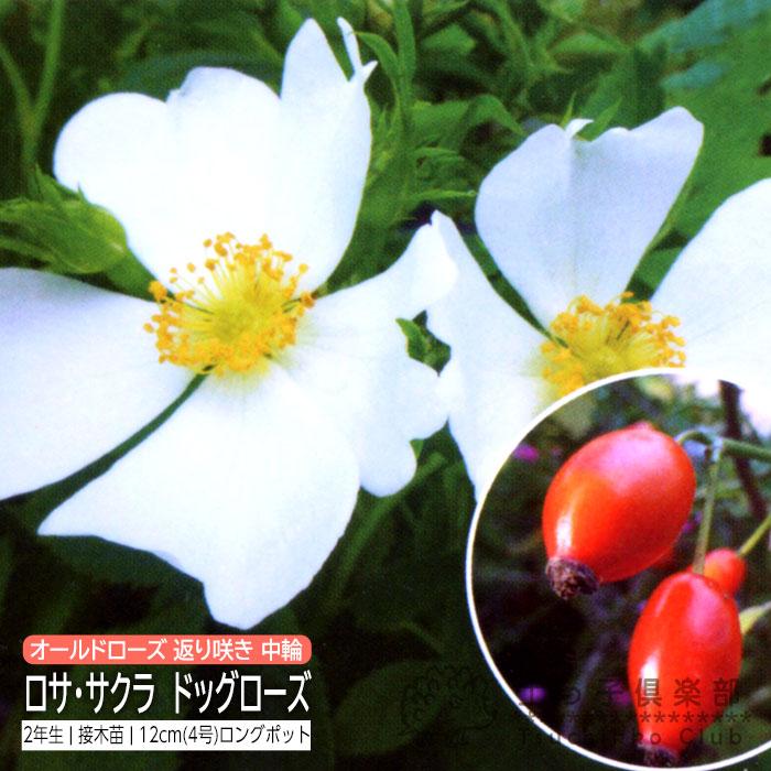 ロサ・ラクサ 『 ドッグローズ 』 （ ローズヒップ ） 2年生 12cm ( 4