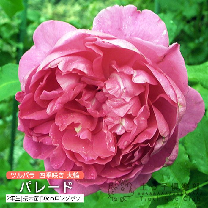 ツルバラ 大輪 パレード 2年生接 ぎ木苗 クライミングローズ 四季咲 Rc 056 花と緑の専門店 土っ子倶楽部 通販 Yahoo ショッピング