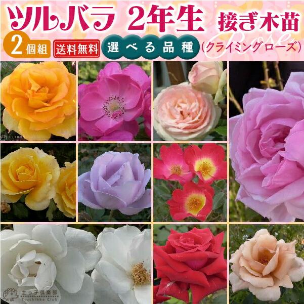 ツルバラ 選べる品種 2個セット 送料無料 薔薇 2年生接 ぎ木苗 クライミングローズ Rc Select10 2ps 花と緑の専門店 土っ子倶楽部 通販 Yahoo ショッピング