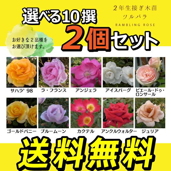 ツルバラ 2年生 接ぎ木苗 （ クライミングローズ ） 【 2個セット 】 【 送料無料 】 【 選べる品種 】｜produce87｜03