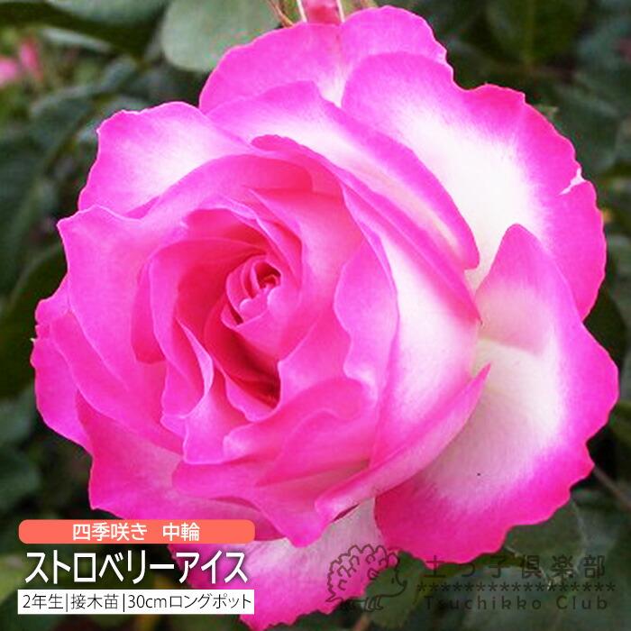 四季咲き 中輪 『 ストロベリーアイス 』 2年生 接ぎ木苗