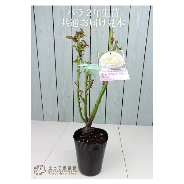 四季咲き 中輪 『 ストロベリーアイス 』 2年生 接ぎ木苗