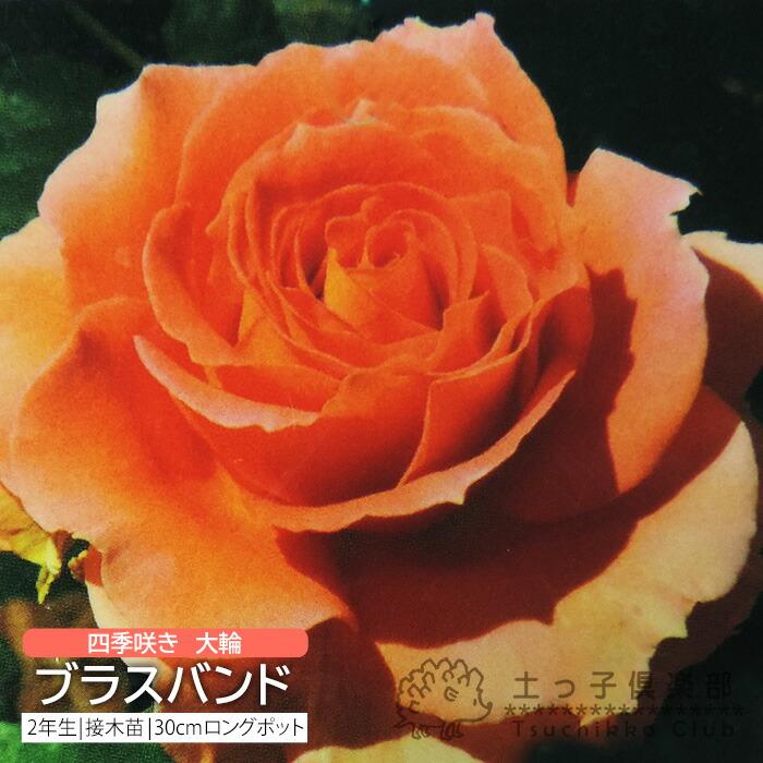 四季咲き 中輪 『 ブラスバンド 』 2年生 接ぎ木苗 （ フロリバンダ