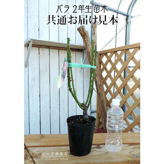 四季咲き 中輪 『 ブラスバンド 』 2年生 接ぎ木苗 （ フロリバンダ