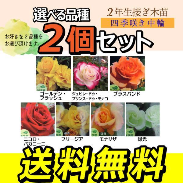 四季咲き中輪 B 選べる品種 2個セット （ 送料無料 ） 2年生接 ぎ木苗 