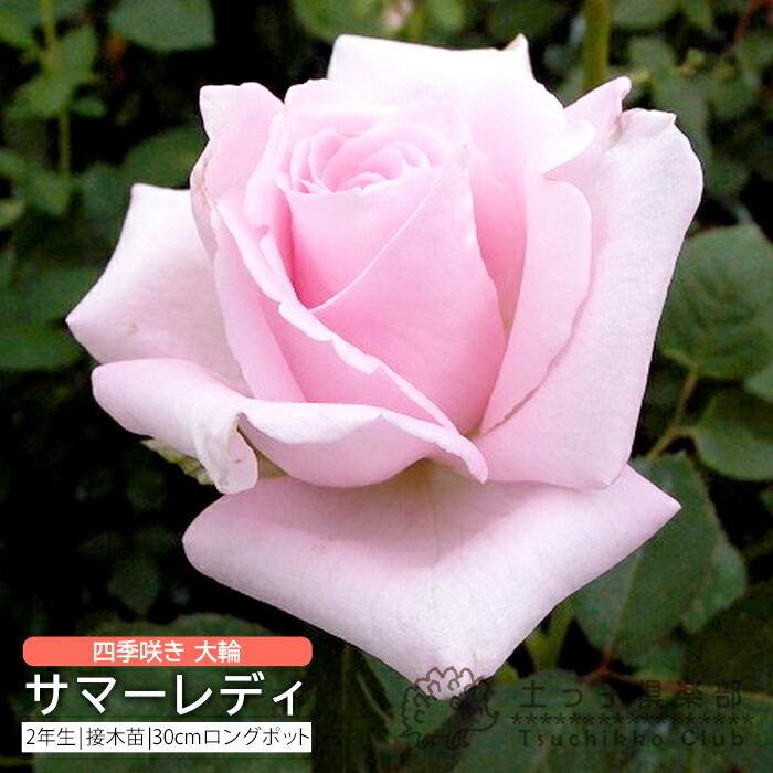 四季咲き 大輪 『サマーレディ』 2年生接ぎ木苗 （ハイブリットティー