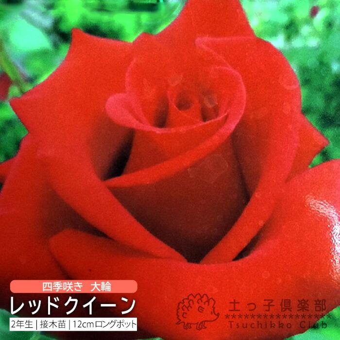 【夏季発送停止】バラ苗　赤　四季咲き　大輪　中輪　2ポット 四季咲き 大輪 『 レッドクイーン 』 2年生 接ぎ木苗 （ ハイブリット