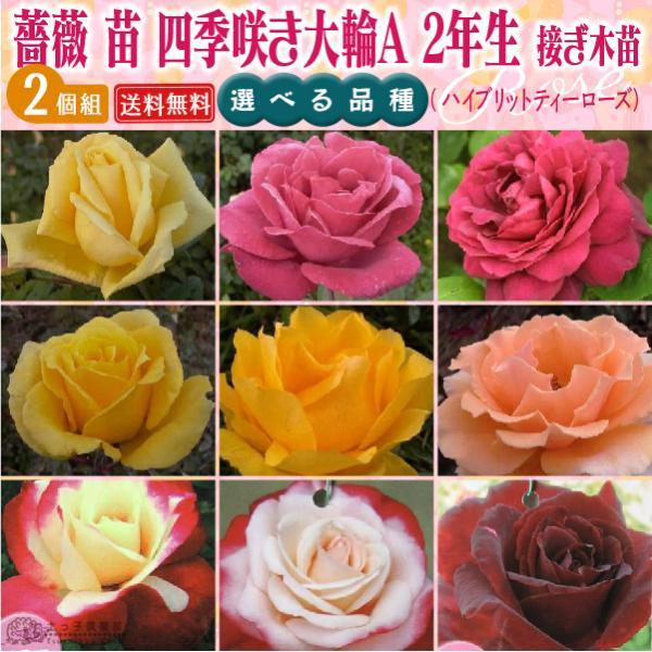 四季咲き大輪 A 選べる品種 2個セット （ 送料無料 ） 2年生接 ぎ木苗