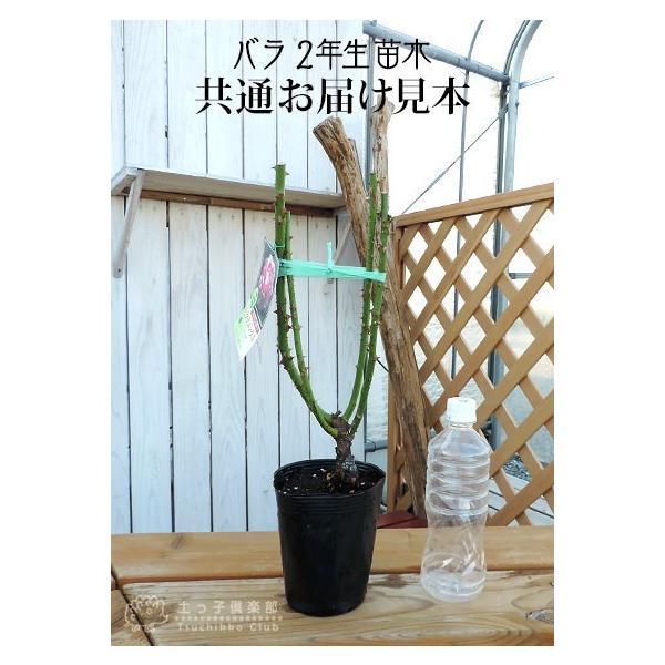 四季咲き大輪 A 選べる品種 2個セット （ 送料無料 ） 2年生接 ぎ木苗