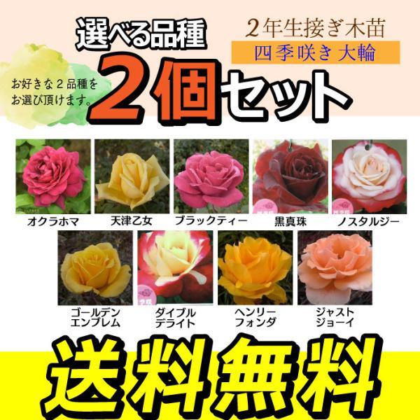 四季咲き大輪 A 選べる品種 2個セット （ 送料無料 ） 2年生接 ぎ木苗