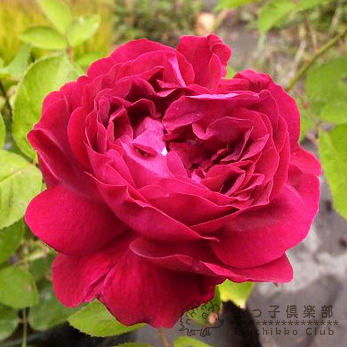 オールドローズ 「ブラックプリンス」 2年生接 ぎ木苗 : 花と緑の専門