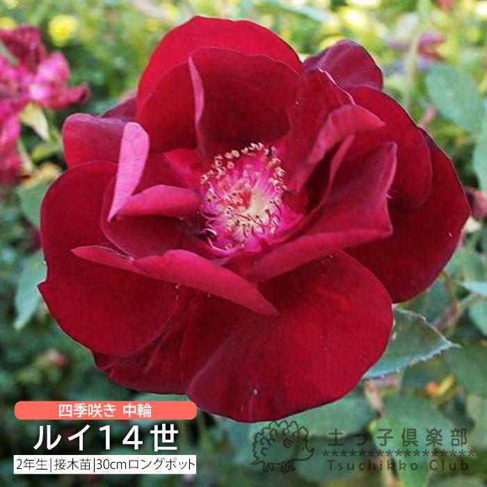 オールドローズ 四季咲き 中輪 ルイ14世 2年生 接ぎ木苗 Ro 030 花と緑の専門店 土っ子倶楽部 通販 Yahoo ショッピング