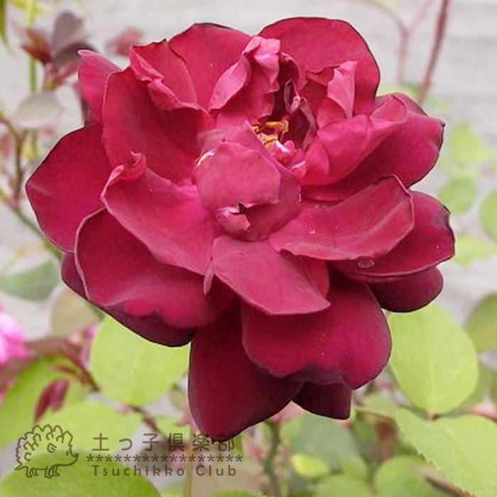 オールドローズ 四季咲き 中輪 『ルイ14世』 2年生 接ぎ木苗 : 花と緑