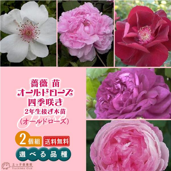 薔薇 苗 オールドローズ四季咲き 2個セット 送料無料 2年生接 ぎ木苗 選べる品種 Ro Select 2ps 花と緑の専門店 土っ子倶楽部 通販 Yahoo ショッピング