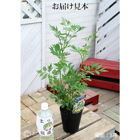 エルダーフラワー （ 西洋ニワトコ ） 細葉 12cm(4号)ポット苗 : 花と