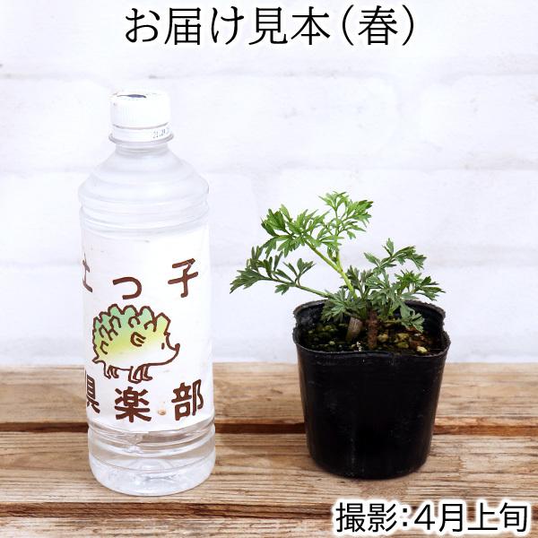 エルダーフラワー （ 西洋ニワトコ ） 緑葉 2個セット 送料無料 9cm