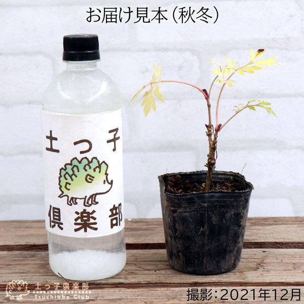 エルダーフラワー （ 西洋ニワトコ ） 緑葉 2個セット 送料無料 9cm