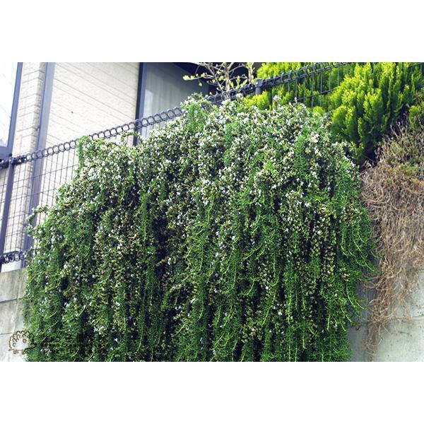 ローズマリー （ 這性タイプ ） 9cmポット苗 グランドカバー : 花と緑