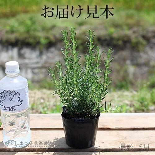 ローズマリー 『 マジョルカピンク 』 9cmポット苗 : 花と緑の専門店