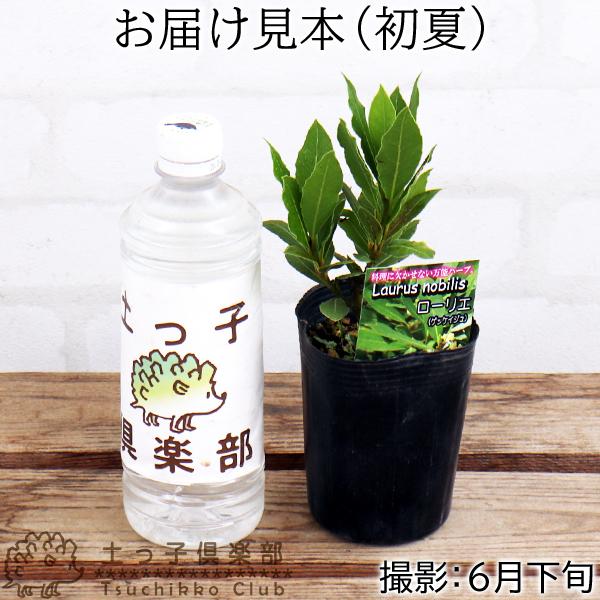 月桂樹 （ローレル ） 9cmポット苗 : 花と緑の専門店 土っ子倶楽部