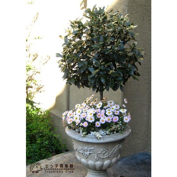 月桂樹 （ローレル ） 9cmポット苗 : 花と緑の専門店 土っ子倶楽部