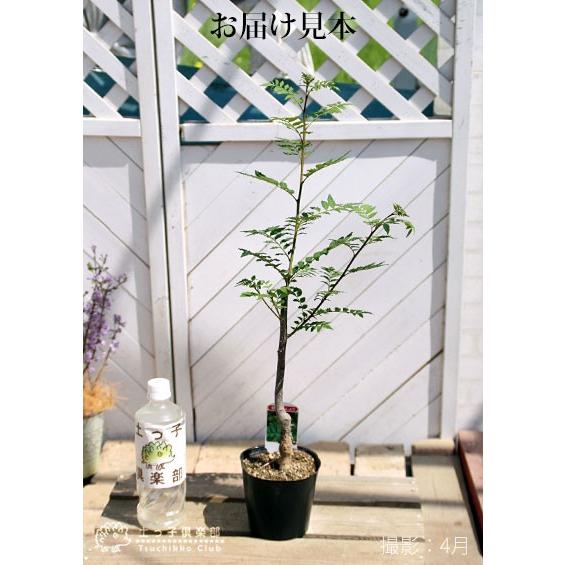 山椒 『 朝倉サンショウ 』 12cmポット接木苗 （ 2年生 ） : 花と緑の
