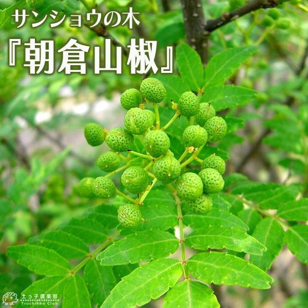 山椒　朝倉サンショウ　15cmポット 接ぎ木苗（Yahoo!・花と緑の専門店 土っ子倶楽部）