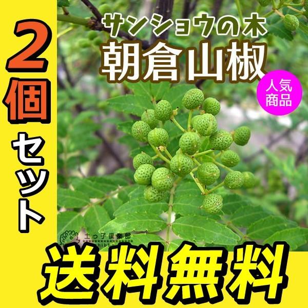 山椒 『朝倉サンショウ』 2個セット （ 送料無料 ） 10.5cm