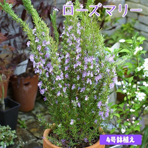 ローズマリー 4号鉢植え （ ハーブ 苗 ） : 花と緑の専門店 土っ子